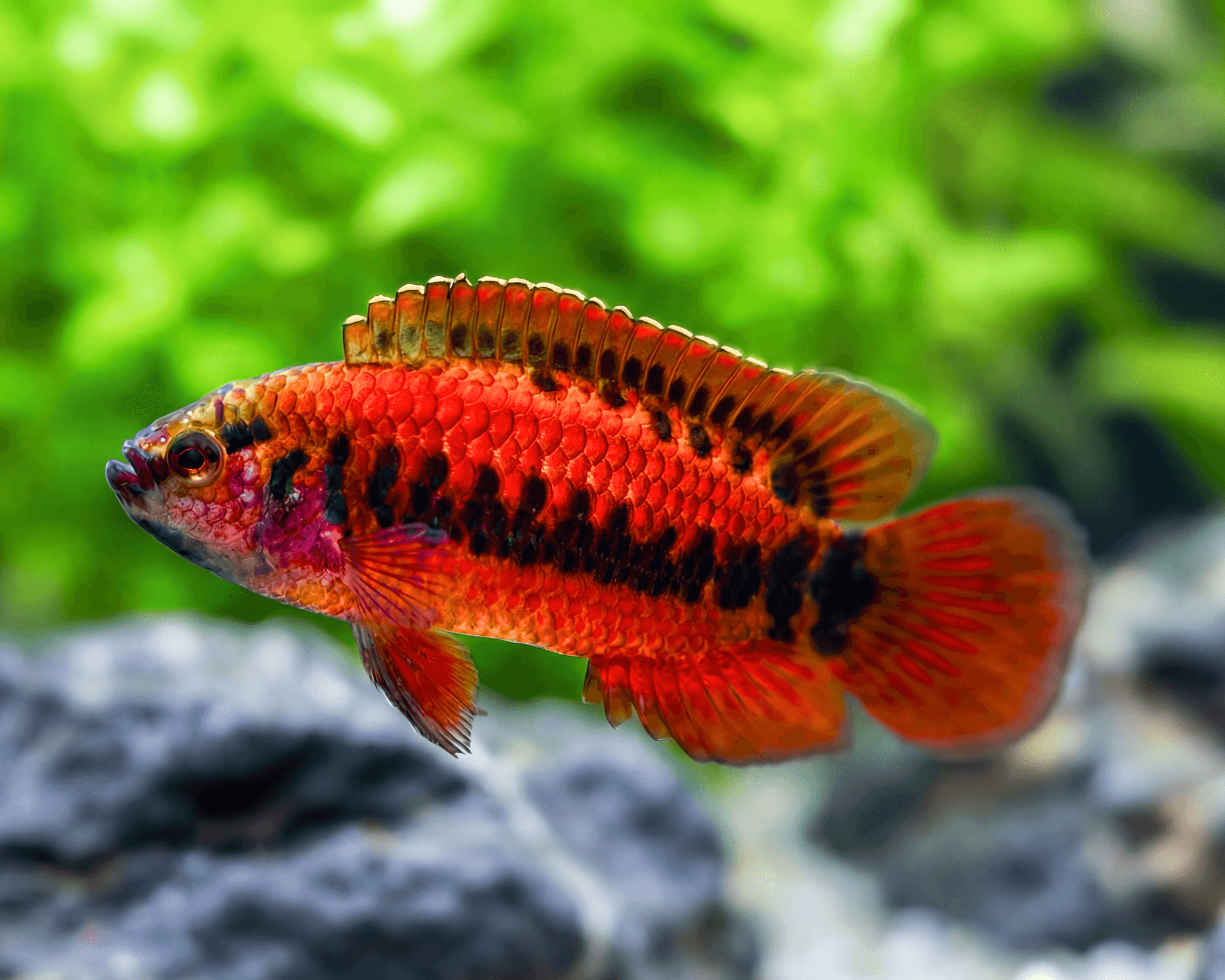 Badis ferrarisi (Ferrari's Badis)